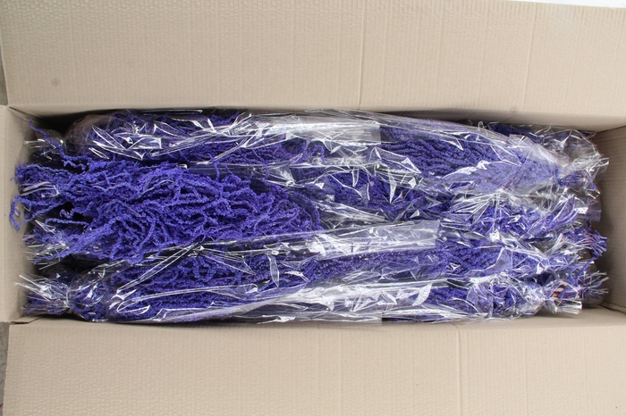 <h4>PF Amaranthus Hang Milka Bs</h4>