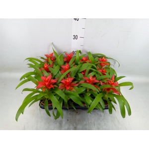 Guzmania  'Tempo'