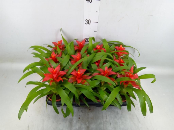 <h4>Guzmania  'Tempo'</h4>
