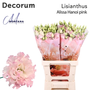 Eustoma russ. DU 'Alissa Pink'