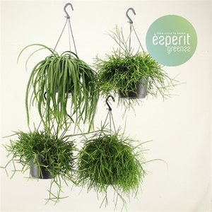 Rhipsalis Mix hangpot 2-4 srt.