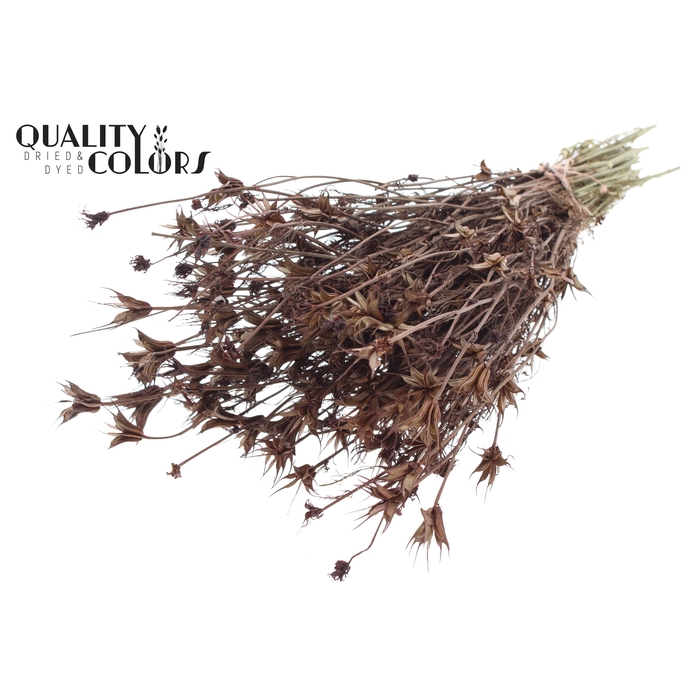 <h4>Nigella Oriëntalis per bunch Brown</h4>
