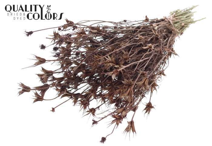 <h4>Nigella Oriëntalis per bunch Brown</h4>