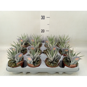 Haworthia fasciata 'Alba'