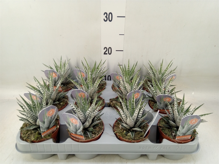 <h4>Haworthia fasciata 'Alba'</h4>