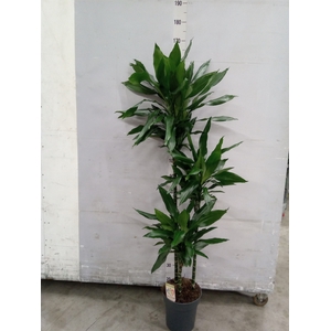 Dracaena fr de 'Janet Lind'