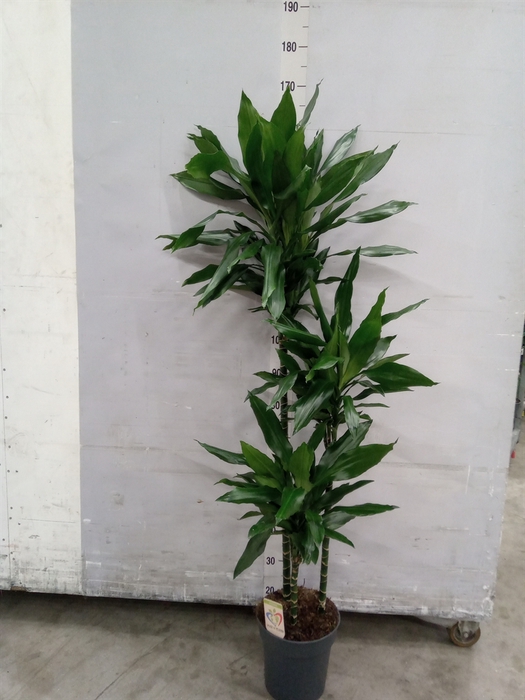 <h4>Dracaena fr de 'Janet Lind'</h4>