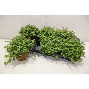 arr8 Callisia Repens