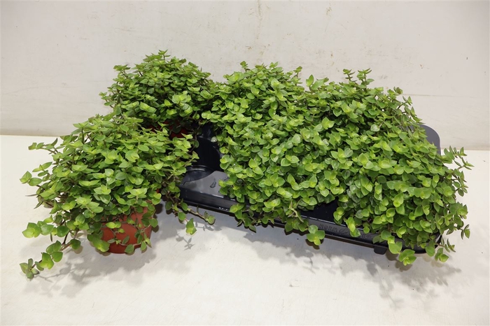 <h4>arr8 Callisia Repens</h4>