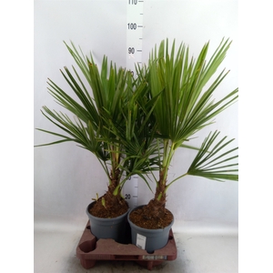 Trachycarpus fortunei