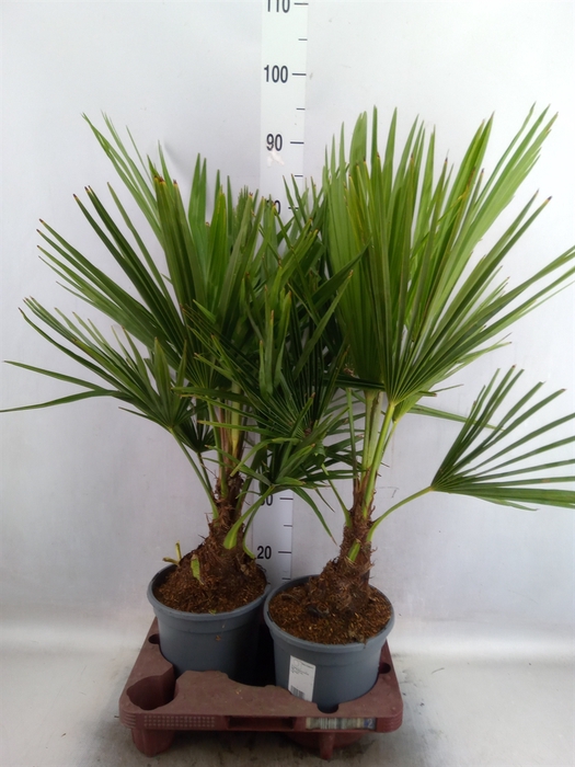 <h4>Trachycarpus fortunei</h4>