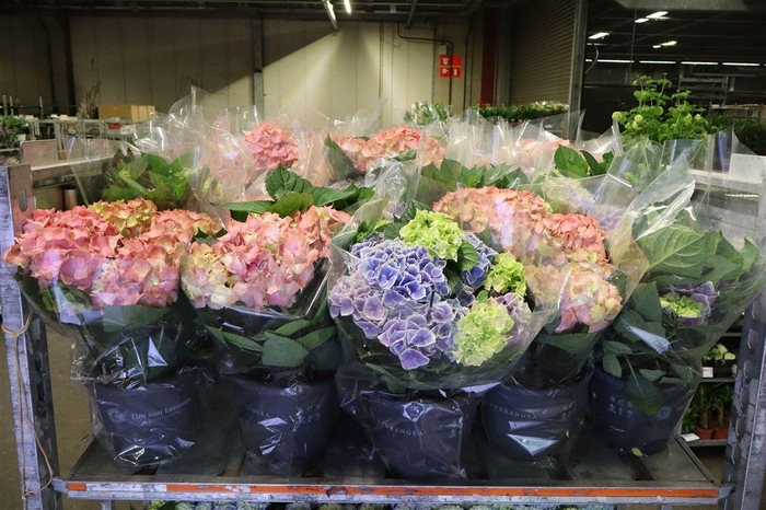 <h4>arr8 Hydr M Mixk</h4>