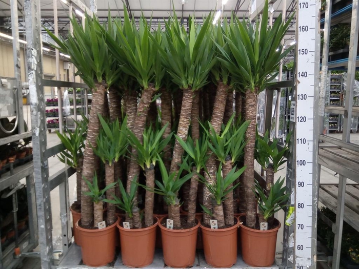 <h4>Yucca   ...</h4>