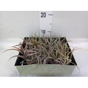 Tillandsia