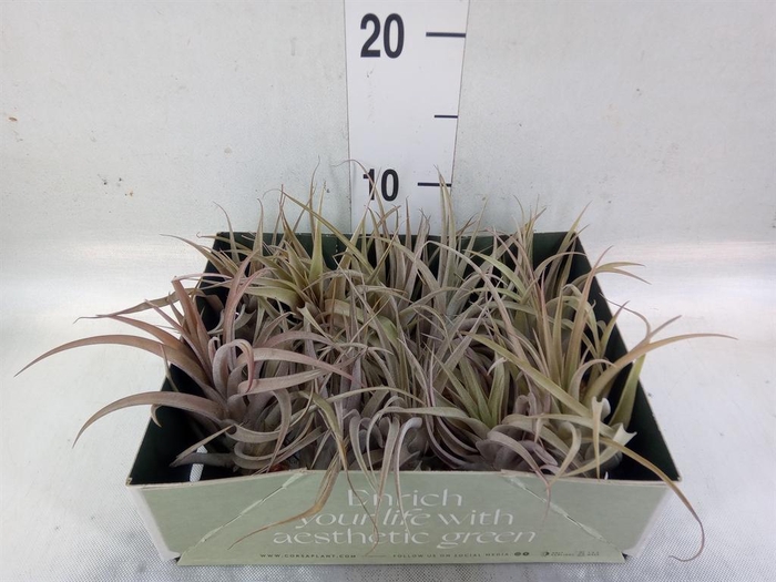 <h4>Tillandsia</h4>