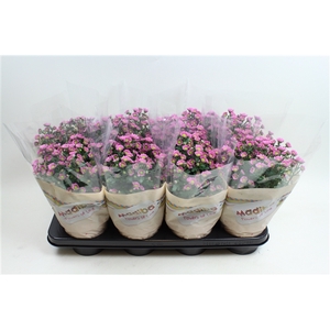 Chysanthemum Indicum Madiba Rose