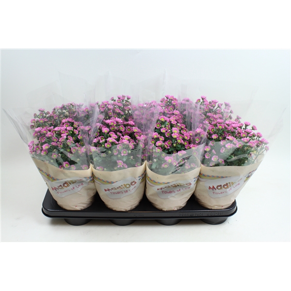 <h4>Chysanthemum Indicum Madiba Rose</h4>