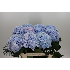 Hydrangea verena pastel lavender