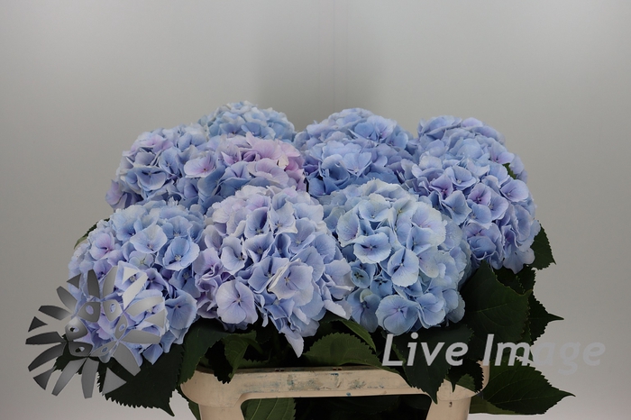<h4>Hydrangea verena pastel lavender</h4>
