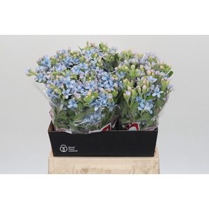 Oxypetalum Tweedia Blue