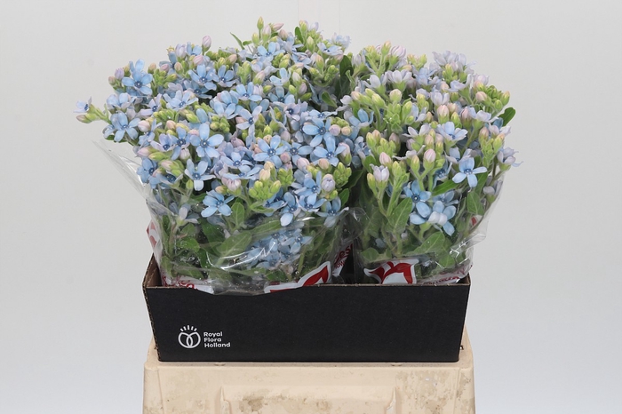 <h4>Oxypetalum Tweedia Blue</h4>