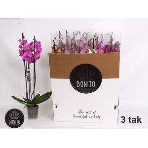 PHAL GEM 8 KL
