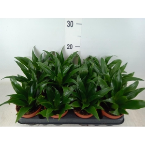 Dracaena frag. 'Compacta'
