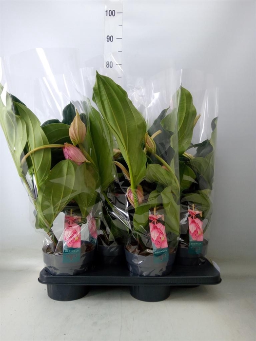 <h4>Medinilla magn.</h4>