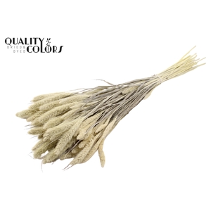 Setaria per bunch Bleached  Frosted White