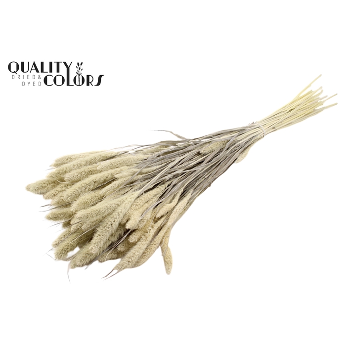 <h4>Setaria per bunch Bleached  Frosted White</h4>