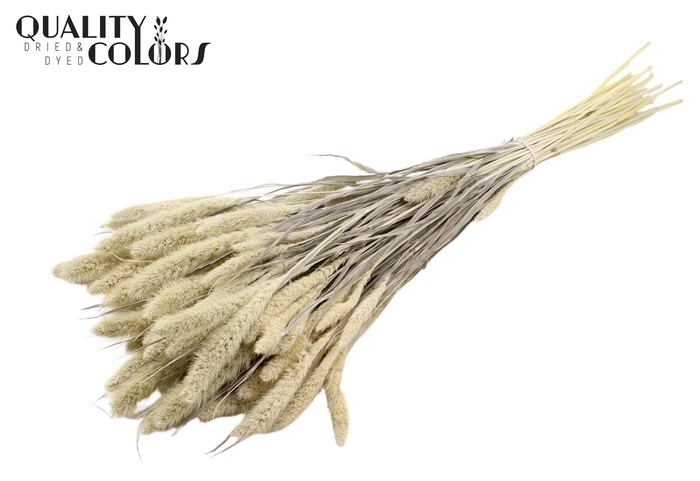 Setaria per bunch Bleached  Frosted White