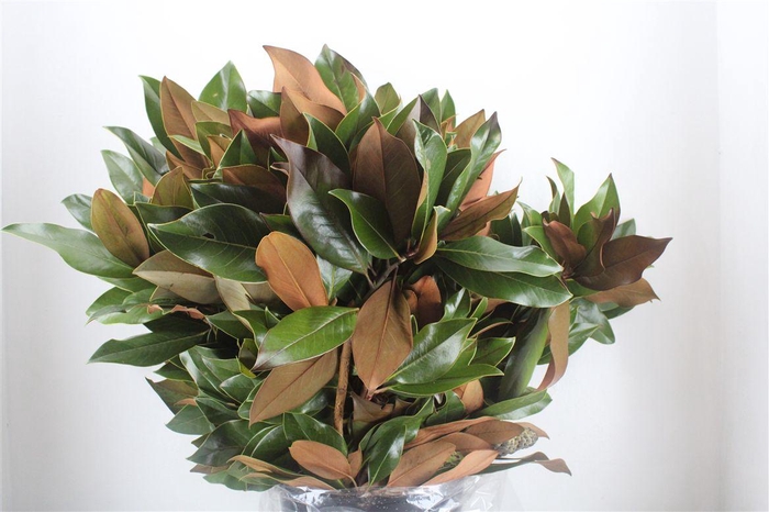 <h4>Magnolia P Bunch</h4>