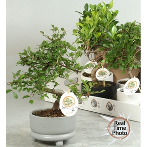 BONSAI GEM
