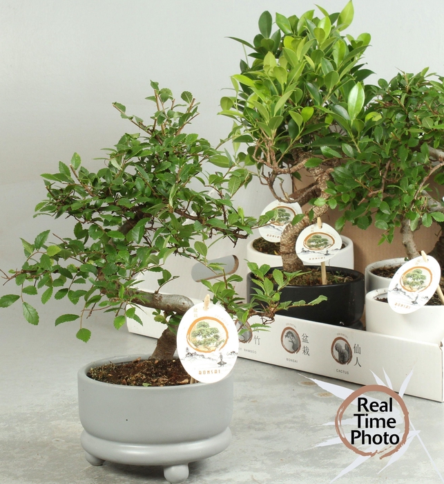 <h4>BONSAI GEM</h4>