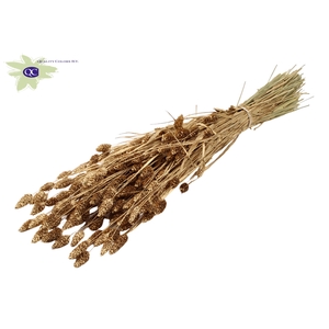 Phalaris per bunch Antique Gold