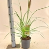Pennisetum alopecuroides