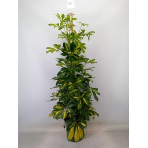 Schefflera arbor. 'Dalton'