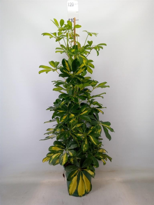 <h4>Schefflera arbor. 'Dalton'</h4>