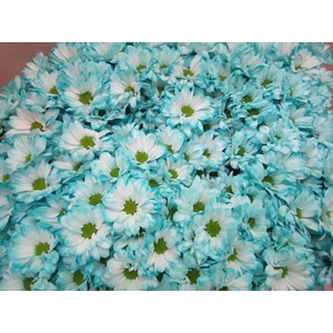 Chr T Bacardi Pastel Mint