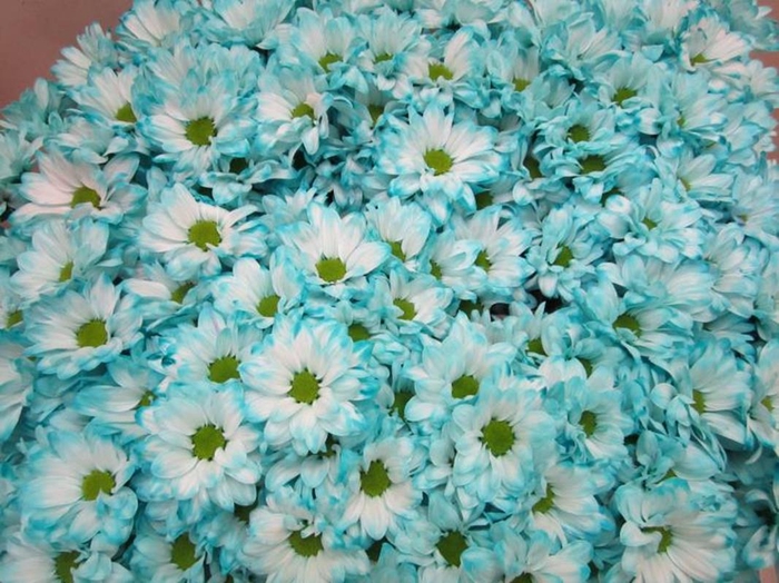 <h4>Chr T Bacardi Pastel Mint</h4>