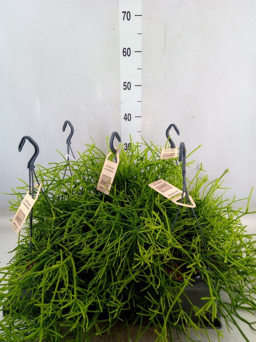 <h4>Rhipsalis   ...</h4>