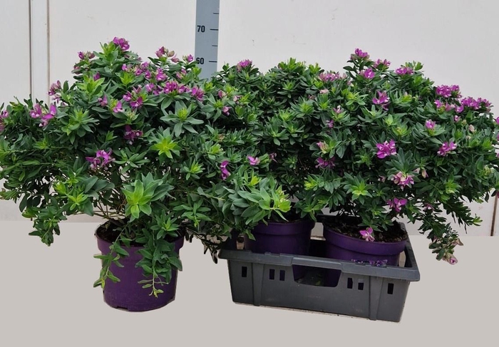 <h4>POLYGA MYRTIFOLIA</h4>