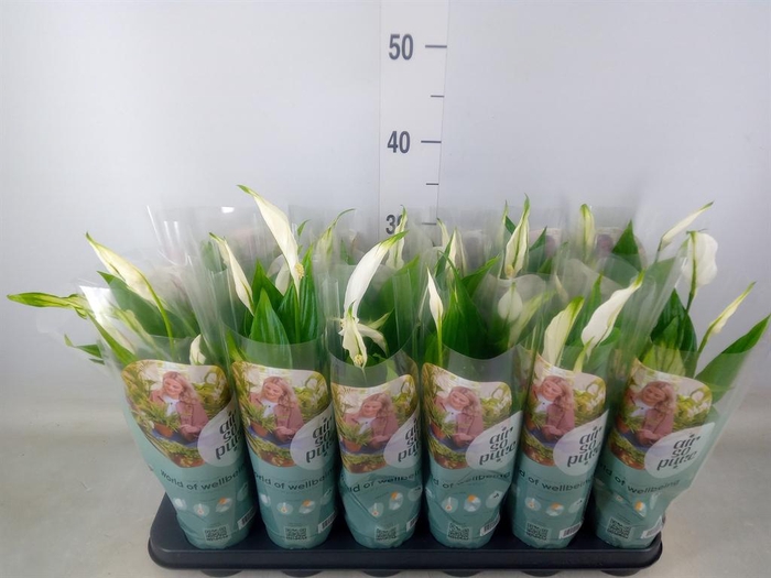 <h4>Spathiphyllum  'Pearl Cupido'</h4>