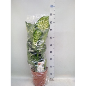 Dieffenbachia seg. 'Maroba'