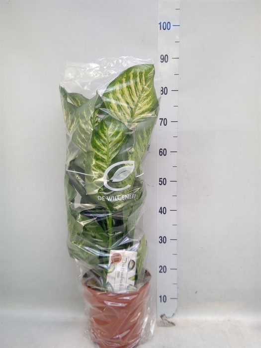 <h4>Dieffenbachia seg. 'Maroba'</h4>