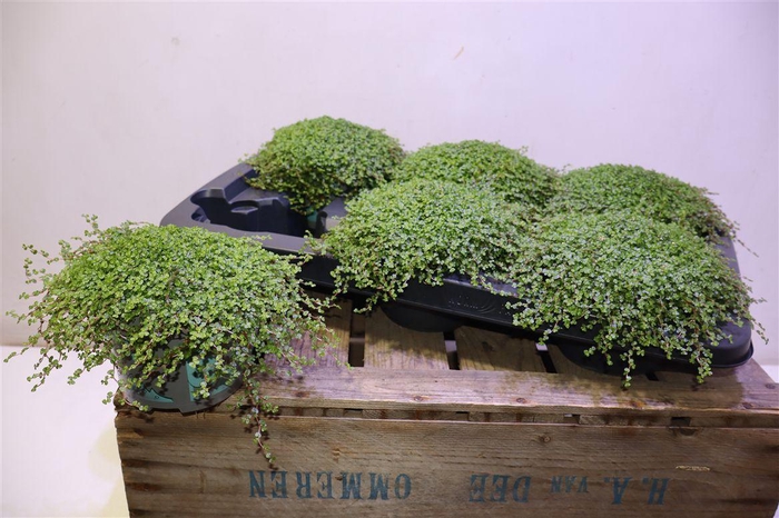 <h4>Solei Sol Groen</h4>