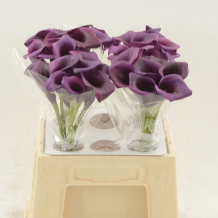 <h4>Calla Durban</h4>