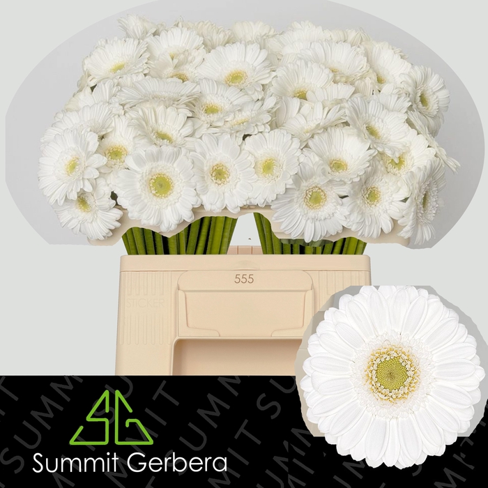 <h4>GE MI LOBBY</h4>