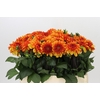 Dahlia American Sunset