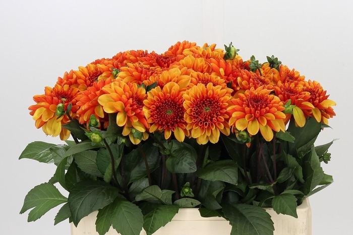 Dahlia American Sunset